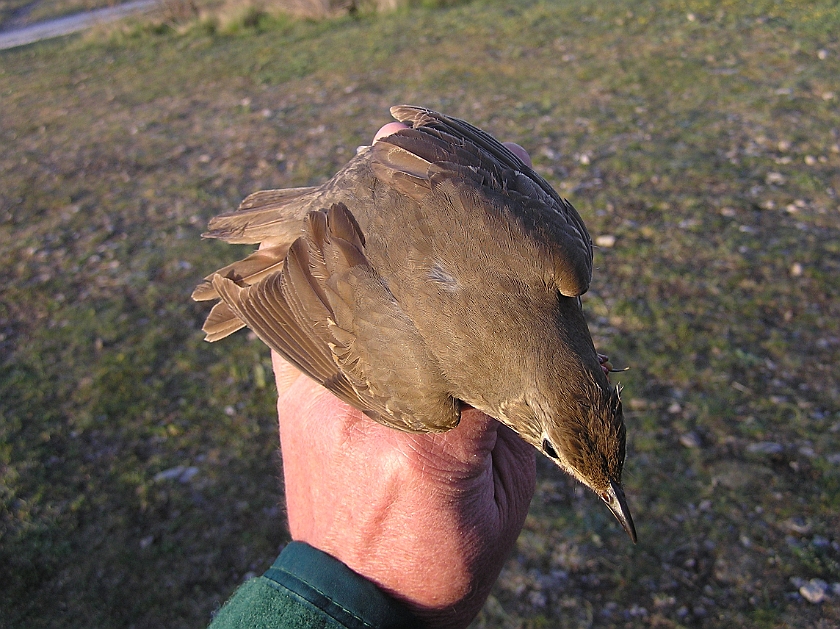 Song Thrush, Sundre 20070505